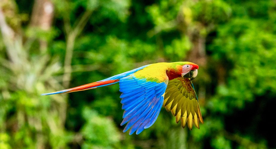 Papegaaien spotten Costa Rica